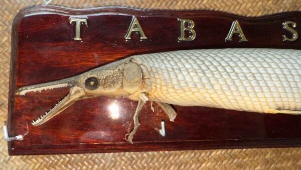 Recuerdo Souvenir Cuadro de Tabasco México Pejelagarto 45cm - Image 12