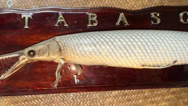 Recuerdo Souvenir Cuadro de Tabasco México Pejelagarto 45cm - Image 7