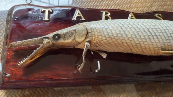 Recuerdo Souvenir Cuadro de Tabasco México Pejelagarto 45cm - Image 8